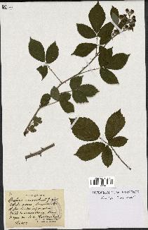 spécimen de Rubus uncinatus