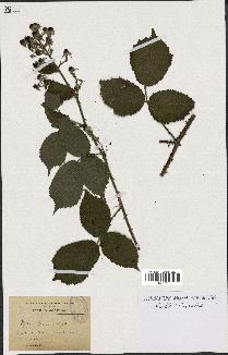 spécimen de Rubus radula