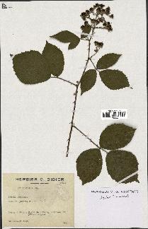 spécimen de Rubus radula