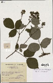 spécimen de Rubus radula