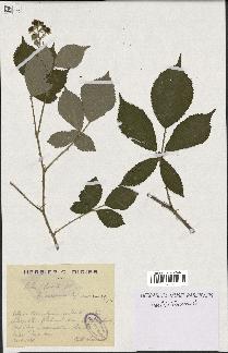 spécimen de Rubus radula