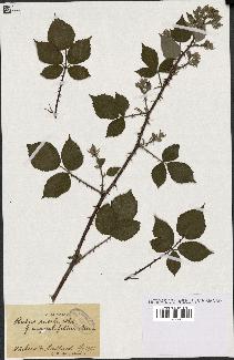 spécimen de Rubus radula