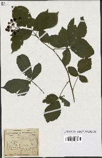 spécimen de Rubus granulatus