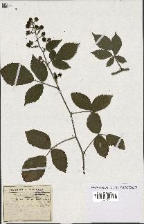 spécimen de Rubus granulatus