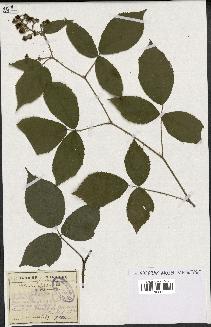 spécimen de Rubus granulatus