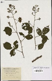 spécimen de Rubus granulatus