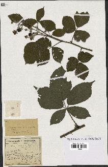 spécimen de Rubus granulatus