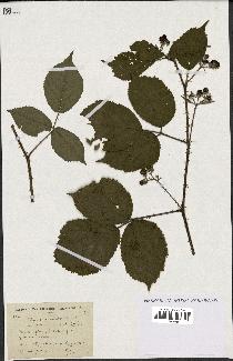 spécimen de Rubus granulatus