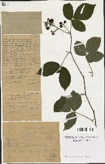 spécimen de Rubus tereticaulis