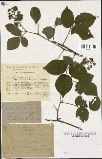 spécimen de Rubus tereticaulis