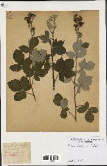 spécimen de Rubus ulmifolius