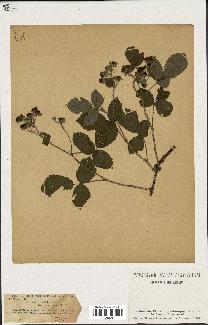 spécimen de Rubus caesius x ulmifolius