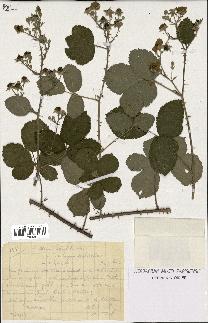 spécimen de Rubus caesius x ulmifolius