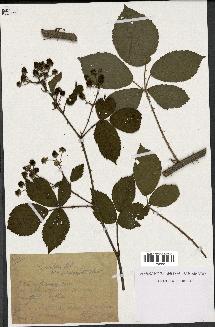 spécimen de Rubus nitidus