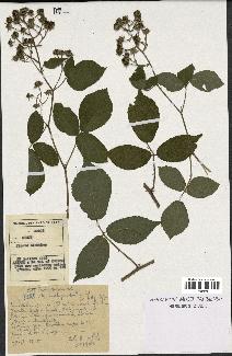 spécimen de Rubus serpens