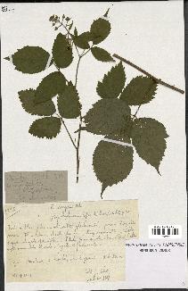 spécimen de Rubus serpens