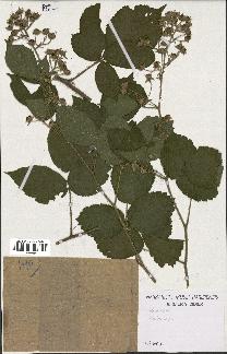 spécimen de Rubus serpens