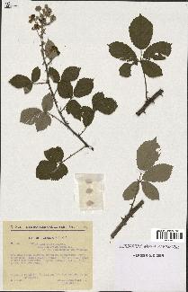 spécimen de Rubus ulmifolius x tomentosus