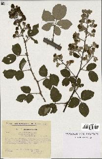 spécimen de Rubus ulmifolius x tomentosus