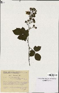 spécimen de Rubus ulmifolius x tomentosus