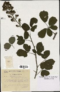 spécimen de Rubus ulmifolius x tomentosus