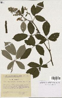 spécimen de Rubus ulmifolius x tomentosus