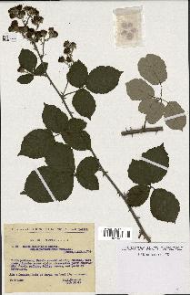 spécimen de Rubus ulmifolius x tomentosus