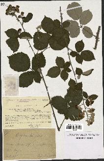 spécimen de Rubus ulmifolius x tomentosus