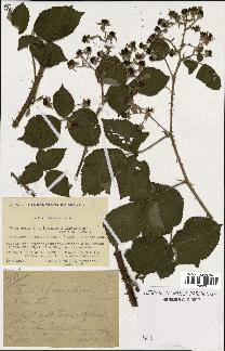 spécimen de Rubus sp.