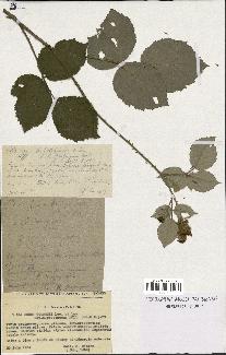 spécimen de Rubus godronii