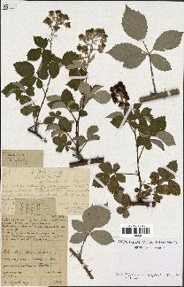 spécimen de Rubus godronii