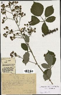 spécimen de Rubus godronii