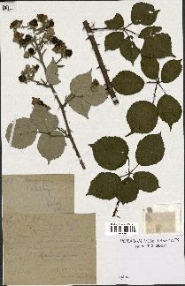 spécimen de Rubus godronii