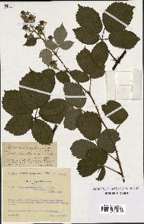 spécimen de Rubus melanoxylon