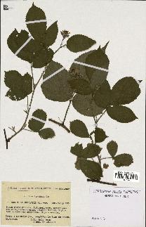 spécimen de Rubus bellardii