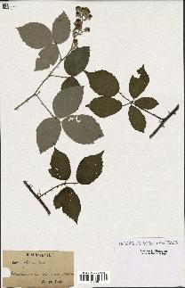 spécimen de Rubus bifrons