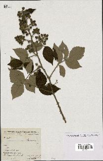 spécimen de Rubus sp.