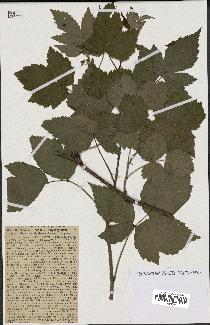 spécimen de Rubus caesius x idaeus