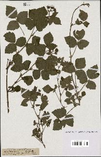 spécimen de Rubus caesius