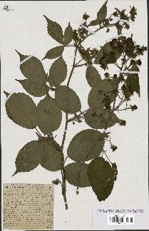 spécimen de Rubus pallidus