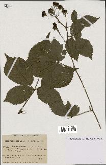 spécimen de Rubus gratus