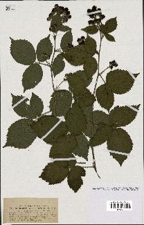 spécimen de Rubus silvaticus