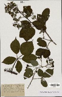 spécimen de Rubus vulgaris