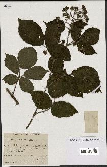 spécimen de Rubus lejeunei