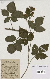 spécimen de Rubus dumetorum