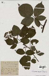 spécimen de Rubus hirtus