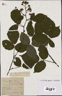 spécimen de Rubus hirtus