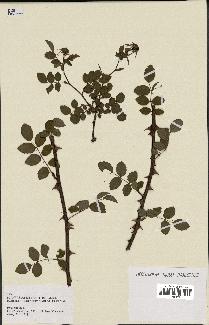 spécimen de Rosa canina