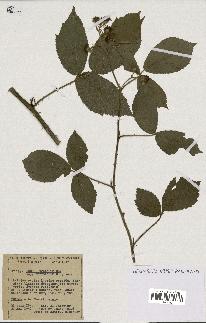 spécimen de Rubus foliosus