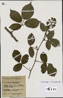 spécimen de Rubus villicaulis